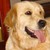 :iconranger-lily: