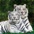 Ranger709 :iconranger709: