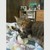 :iconrangerthecat: