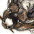 :iconrangifer: