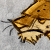 :iconrantpard-plz: