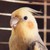 :iconraph-chan: