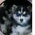 :iconrapid-the-fox: