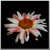 :iconraptor0978: