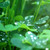 :iconrareblue: