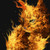 :iconrascal55555: