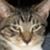 :iconrascalfeline: