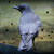 :iconrascalphoto: