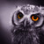 :iconraserei-b-wolf: