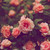 :iconraskaster:
