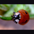:iconraspberrycloud:
