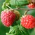 :iconraspberryjam0031: