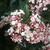 RaspberryMage :iconraspberrymage: