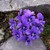 :iconraspberrysdreaming: