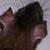 :iconrat-fancier: