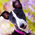 :iconratish: