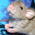 :iconratpackrattery: