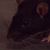 :iconratslover: