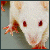 :iconratties: