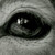 Rattus--Norvegicus :iconrattus--norvegicus:
