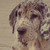:iconrattus-rat: