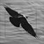 :iconraven-al: