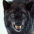 :iconraven-black-wolf: