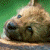 :iconravenangel2006: