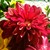 :iconravendeveraux828: