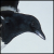 :iconraveness17: