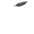 :iconravenfeathereddove: