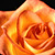 :iconravenflower: