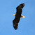 :iconravenimages: