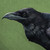 :iconravenlight: