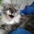 :iconravenlover123: