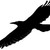:iconravenmaster1: