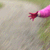 :iconravenraisk:
