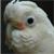 :iconravenslament: