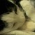 :iconraventhistle: