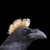 :iconravenwithamowhawk: