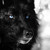 :iconravenwolf7: