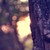 :iconravephoto: