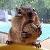:iconravidchipmunk: