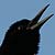 :iconravingblackbird: