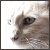:iconrawbster: