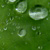 :iconrawchartreuse: