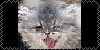 :iconrawr-kitten-love: