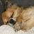 :iconrawrcopter: