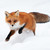 :iconrawrser234: