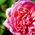 :iconraxtus-ivory-pain: